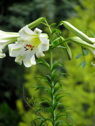 泸定百合的开花期