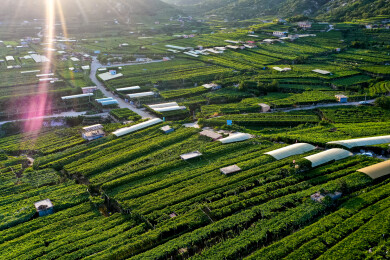 青岛平度大泽山葡萄园