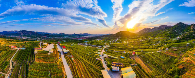 青岛平度大泽山葡萄园