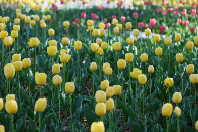 莱西月湖公园郁金香