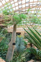 太原植物园沙生植物馆内景