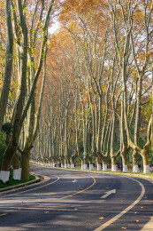 江苏省南京市玄武区钟山陵园路梧桐大道秋色