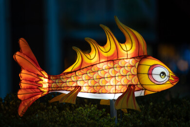 点亮的鱼形灯笼