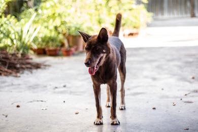 忠诚的中华田园犬
