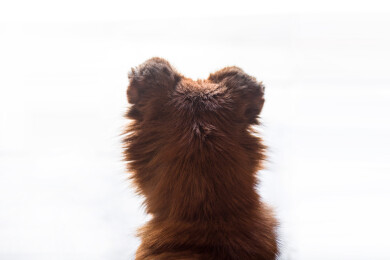 忠诚的中华田园犬