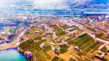 青岛崂山庙石茶园 