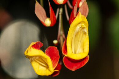 广东广州华南植物园春天盛开的黄花老鸭嘴花