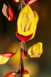 广东广州华南植物园春天盛开的黄花老鸭嘴花