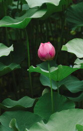 小雁塔春天
