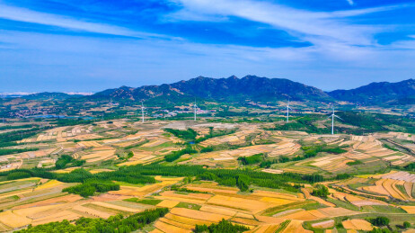 青岛六汪镇丘陵麦田