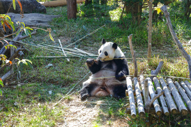 一只正在吃竹子的大熊猫