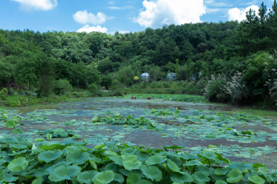 蓝天白云下的荷塘