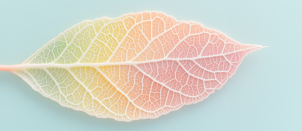 3D梦幻彩色叶子特写