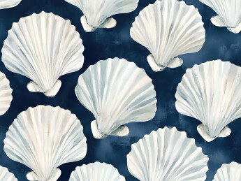 白色背景下贝壳的全帧拍摄