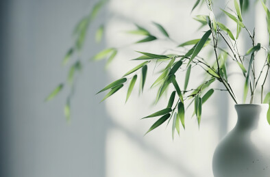 白色背景下花瓶里的植物特写镜头