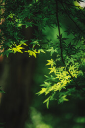 苏州留园的春色满园