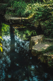 苏州留园的春色满园