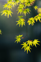 苏州留园的春色满园