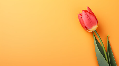 郁金香花的美丽呈现