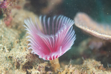 菲律宾PG岛-海洋生物的特写镜头