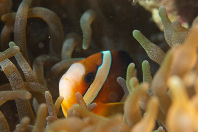 菲律宾PG岛-海洋生物的特写镜头