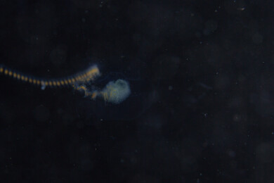 菲律宾PG岛-海洋生物的特写镜