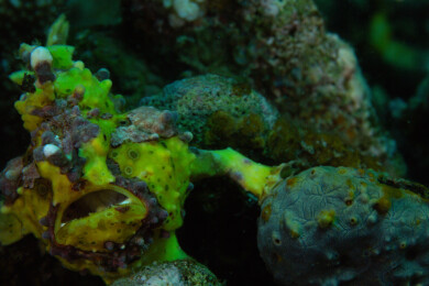 菲律宾PG岛-海洋生物的特写镜头