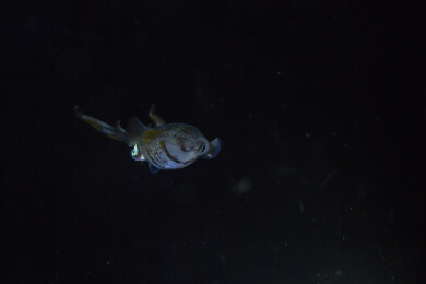 菲律宾PG岛-海洋生物的特写镜