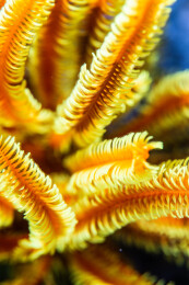菲律宾PG岛-海洋生物的特写镜