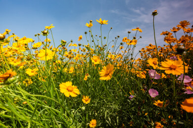 合肥巢湖船塘花海
