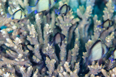 菲律宾PG岛-海洋生物的特写镜头