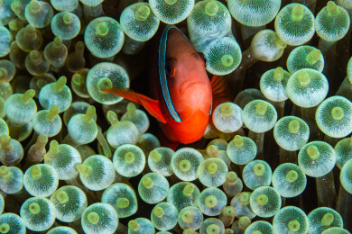 菲律宾PG岛-海洋生物的特写镜