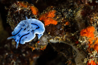 菲律宾PG岛-海洋生物的特写镜头