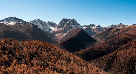 深秋的白马雪山与秋叶林