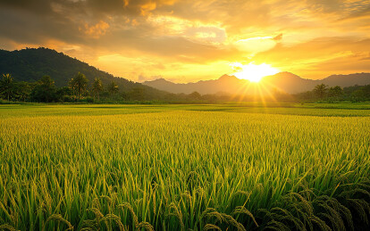 夕阳西下的农田顶天景观