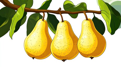 新鲜的梨子插画