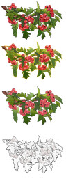 山楂绘画素材