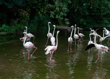 一群火烈鸟站在湖里