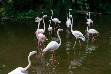 一群火烈鸟站在湖里
