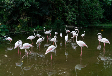 一群火烈鸟站在湖里