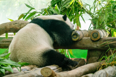 趴在木架上睡觉的大熊猫