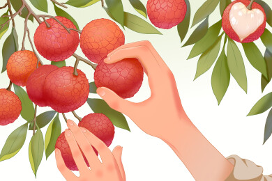 荔枝包装插画