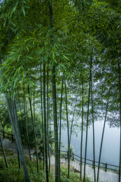 湖南郴州市资兴小东江边晨曦中竹的林小道