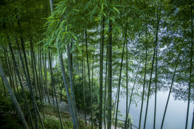 湖南郴州市资兴小东江边晨曦中竹的林小道