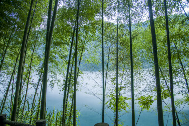 湖南郴州市资兴小东江边晨曦中竹的林小道