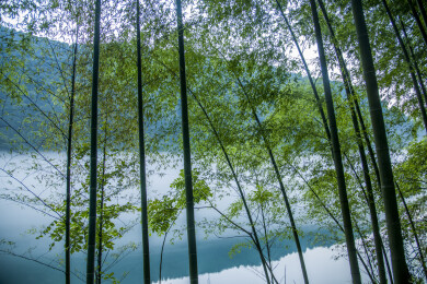 湖南郴州市资兴小东江边晨曦中竹的林小道