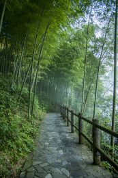 湖南郴州市资兴小东江边晨曦中竹的林小道