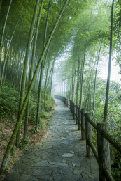 湖南郴州市资兴小东江边晨曦中竹的林小道