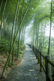 湖南郴州市资兴小东江边晨曦中竹的林小道
