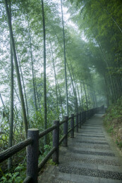 湖南郴州市资兴小东江边晨曦中竹的林小道